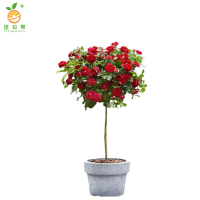 廷豪果 高杆月季 粗5公分 /棵