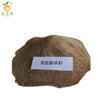 廷豪果 剪股颖草籽 绿化草坪种子 包衣 /千克