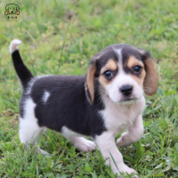 麦比佳宠物 比格犬幼犬宠物狗比格犬狗狗活体 纯种双血统短毛猎兔犬比格鲁中小型高智商家庭犬比格打猎狗视频挑选包健康