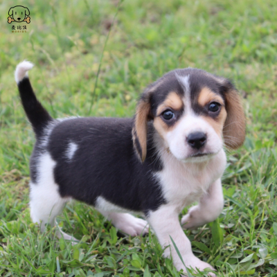 麦比佳宠物 比格犬幼犬宠物狗比格犬狗狗活体 纯种双血统短毛猎兔犬比格鲁中小型高智商家庭犬比格打猎狗视频挑选包健康