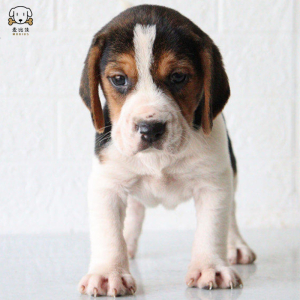 麦比佳比格犬幼犬 比格犬狗狗活体 纯种血统家庭犬小体比格幼崽短毛米格鲁犬比格宠物狗健康保障 视频挑选空运直达