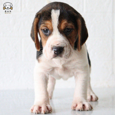 麦比佳比格犬幼犬 比格犬狗狗活体 纯种血统家庭犬小体比格幼崽短毛米格鲁犬比格宠物狗健康保障 视频挑选空运直达