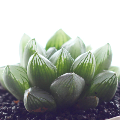 赤玉土 赤玉土推荐 苏宁易购