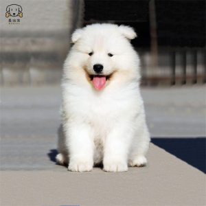 麦比佳 萨摩耶犬幼犬 萨摩耶犬狗狗活体 纯种血统中大型雪橇犬萨摩大骨架熊版澳版微笑天使纯白色萨摩耶宠物狗狗