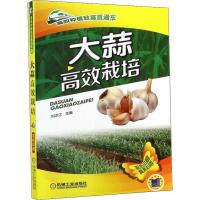 高效种植致富直通车:大蒜高效栽培