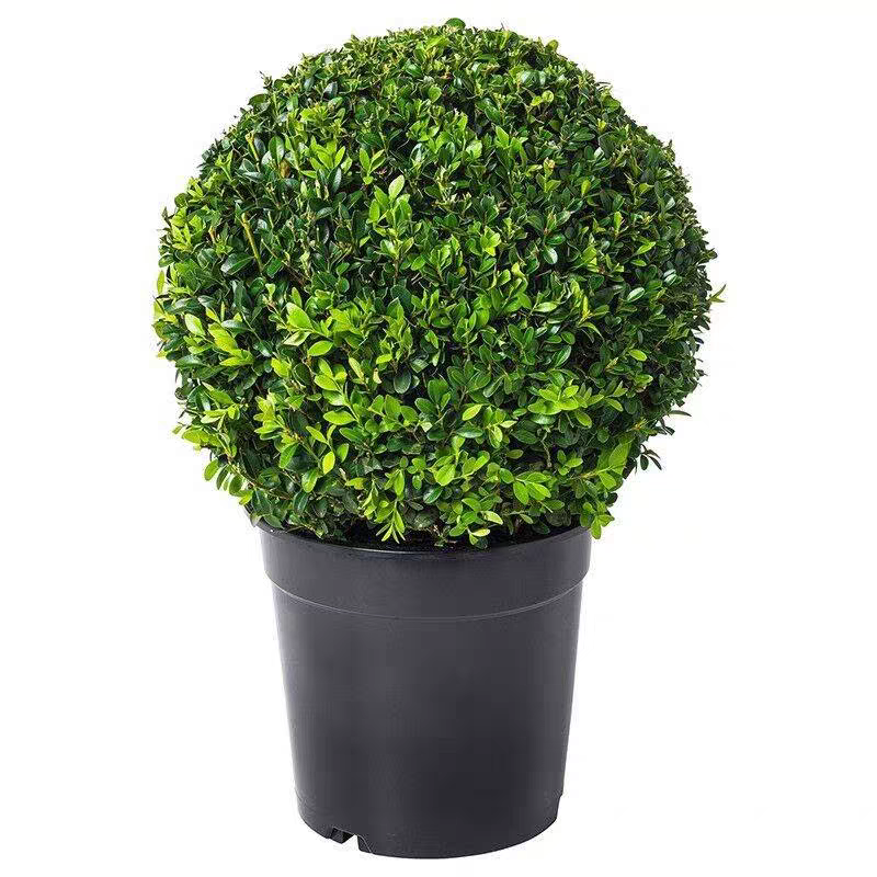 诚智旺 冬青球 冠幅80cm /棵