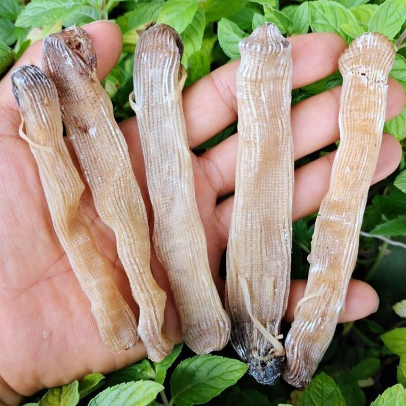 赛卡伊 老沙虫干干货生晒海产品鲜长度约定肉厚味道鲜北海特产