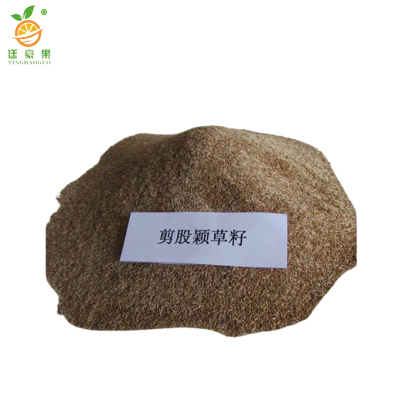 廷豪果 剪股颖草籽 绿化草坪种子 净籽 /千克