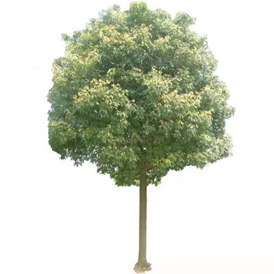 诚智旺 香樟树 8-9公分 /棵