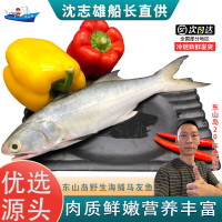沈志雄船长 东山岛海鲜海捕马友鱼午鱼袋装 3-5条/1000g 海鲜礼包