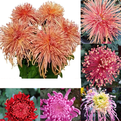 菊花花束价格 菊花花束最新报价 菊花花束多少钱 苏宁易购