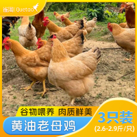 雀淘 皖南黄油老母鸡2.6-2.9斤/只 3只装 新鲜现杀冷冻净膛竹林慢养走地鸡