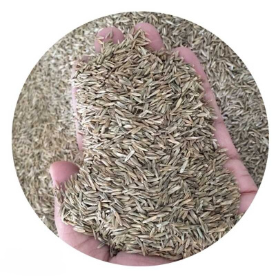诚智旺 早熟禾草籽 净籽/千克