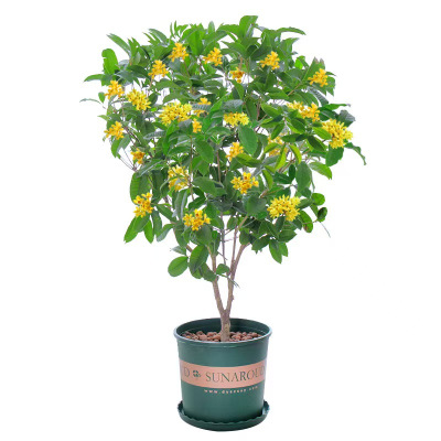 诚智旺 桂花树 7-8公分 /棵