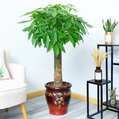 【红色发财树】品牌精选大全_红色发财树【品牌推荐|图片|价格】-苏宁