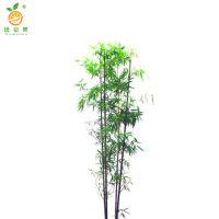廷豪果 凤凰竹室内落地盆栽 XZ-147# /盆