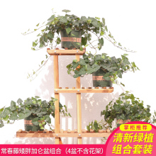 常春藤植物图片 常春藤植物图片大全第4页 苏宁易购