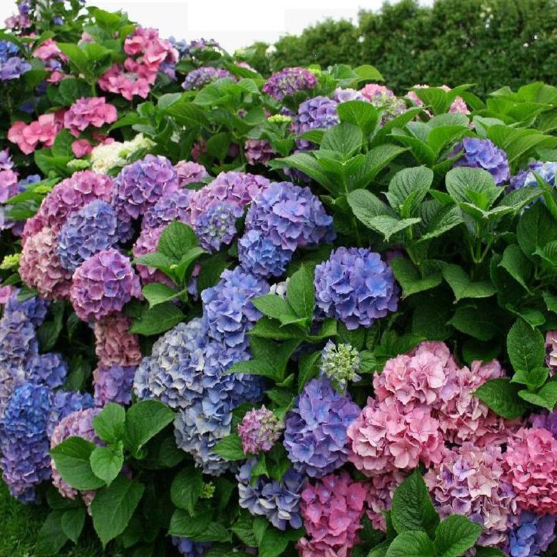 大花绣球带花苞花苗盆栽盆栽花耐寒四季无尽夏万华镜阳台庭院植物古达