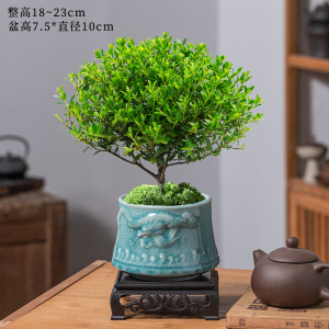 [补贴10%]小叶赤楠老桩盆栽盆景迷你植物室内花卉办公室桌面小绿植好养四季