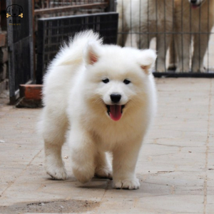 麦比佳 萨摩耶犬幼犬 萨摩耶犬狗狗活体 纯种血统中大型雪橇犬萨摩 大骨架熊版澳版微笑天使纯白色萨摩耶宠物狗