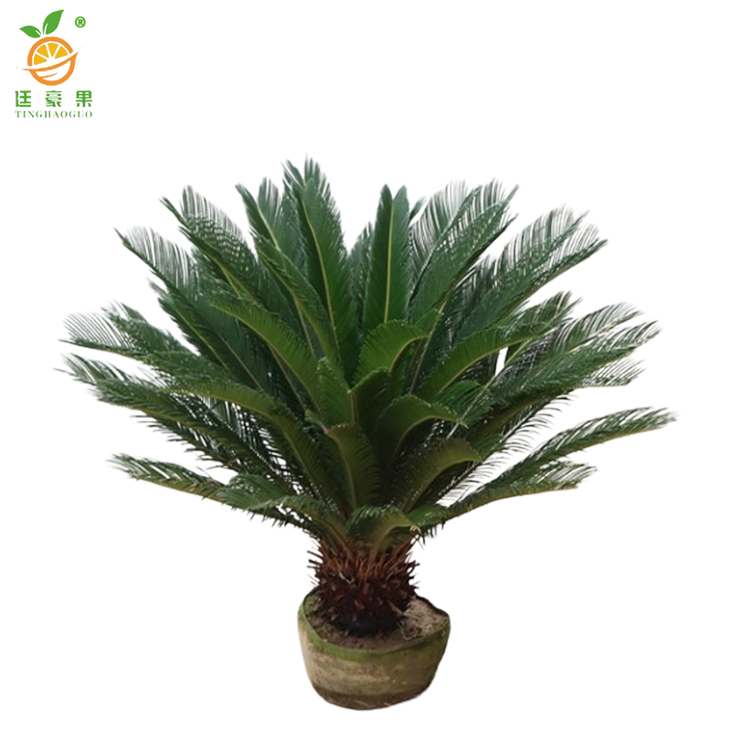 廷豪果 苏铁(铁树)高100cm /棵