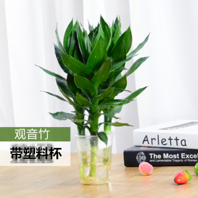 恬豆观音竹*3支+盆-富贵竹太阳神水培植物观音竹办公室内盆栽花卉客厅绿植水培富贵竹观音竹3支+塑料杯+营养液
