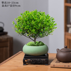 [补贴10%]小叶赤楠老桩盆栽盆景迷你植物室内花卉办公室桌面小绿植好养四季