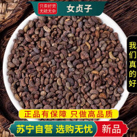 甄选女贞子100克干货正品新货冬青子正品干货泡水泡酒另售黄精