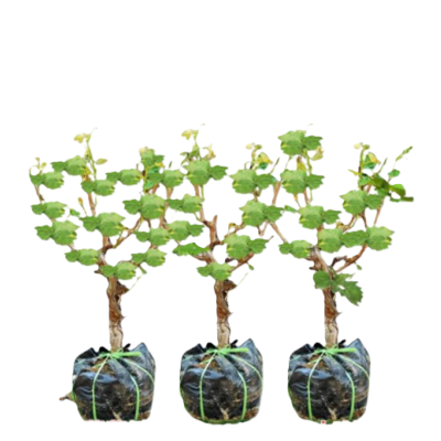 御恒泰 葡萄树 飓风无核白3-5年 棵