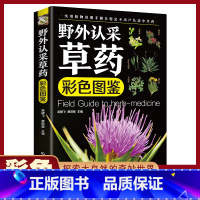 野外认采草药彩色图鉴 [正版]野外认采草药彩色图鉴 通俗易懂实用性强 实用植物之别手册 让您足不出户认清中草药
