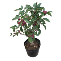 御恒泰 香妃海棠树 8-10公分 棵