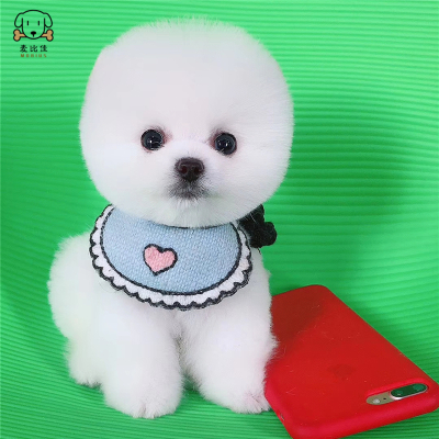 麦比佳宠物狗狗 活体博美犬幼犬活体哈多利系球体博美俊介狗狗小体玩具型血统级长不大茶杯犬纯白色黄色博美狗