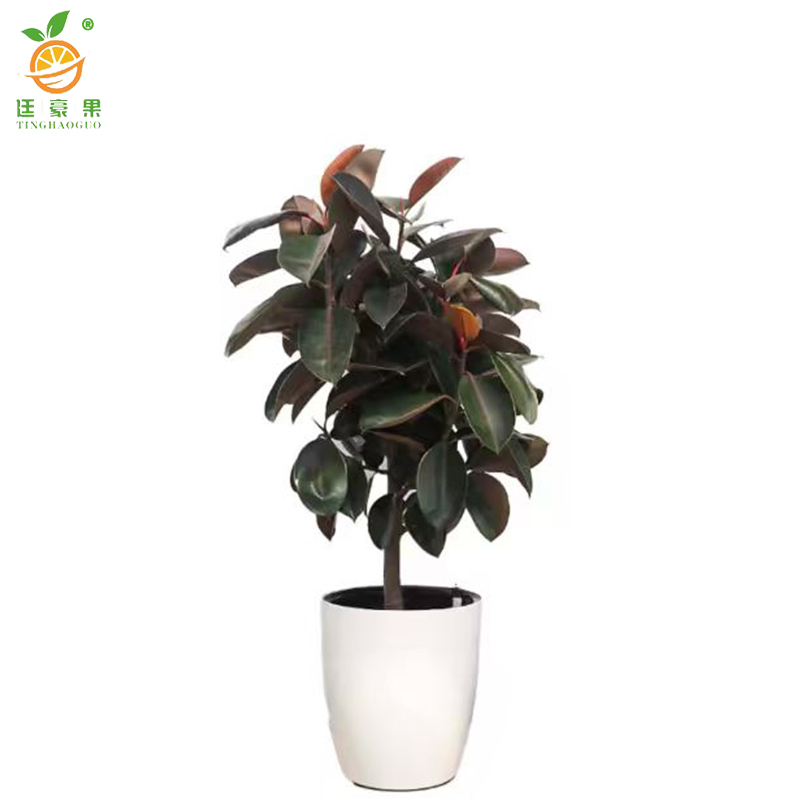 廷豪果 橡皮树盆栽 90cm高 /盆