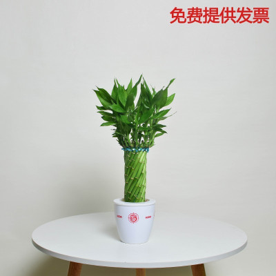 节节高盆栽富贵竹植物花卉盆栽大型绿植客厅水养开运竹子招财植物