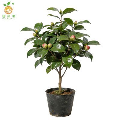 廷豪果 山茶花 2公分粗1米高 /棵