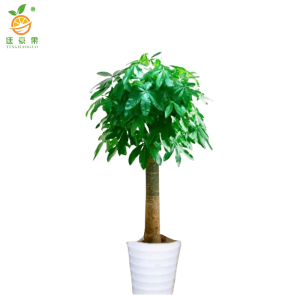 廷豪果 发财树独干 1.8-2米 /棵