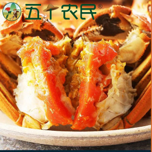 [鲜活大闸蟹]五个农民大闸蟹 3.5两公4只 2.5两母4只 4对装8只