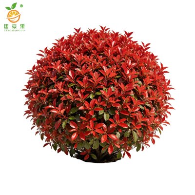 廷豪果 红叶石楠球 冠幅80-100cm 株