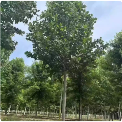 诚智旺 法桐 6公分粗/棵